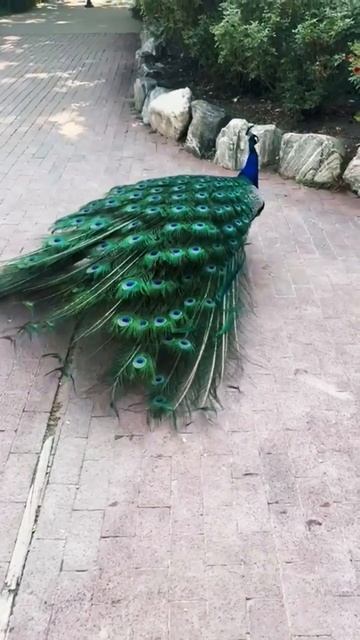 Peacock dance #chitratiwari #family vlog #enjoy#peacock #familyfun #shorts #viralshorts смотреть онлайн