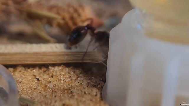 MORNING CHECKING#3 - MANICA RUBIDA QUEEN CAMPONOTUS LIGNIPERDA смотреть онлайн