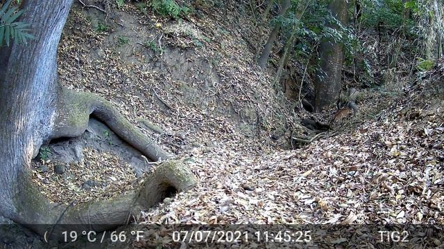 Puma walking up the river - Private Reserve - Outside San Jose Costa Rica смотреть онлайн