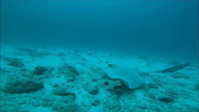 Stingray at Lakshadweep смотреть онлайн