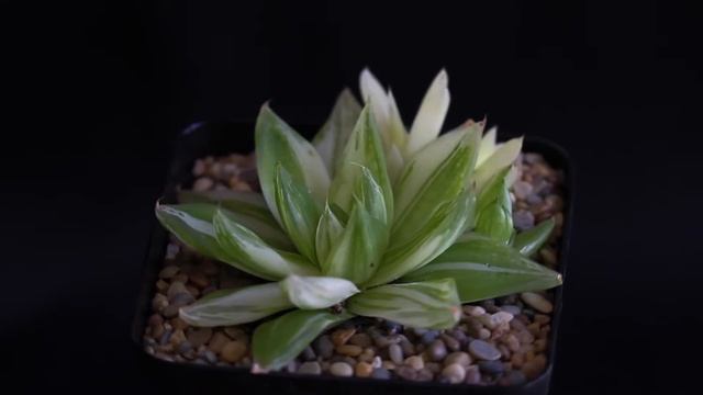 Haworthia cymbiformis f. variegata смотреть онлайн