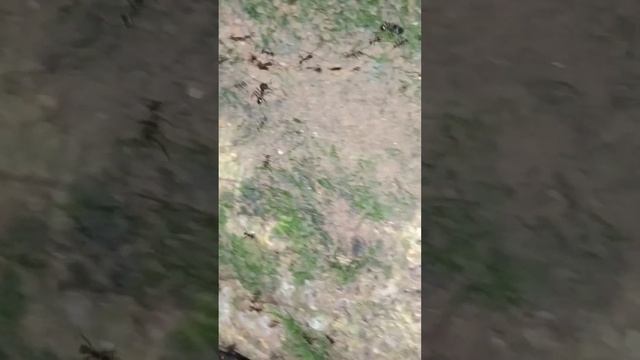 Nicobaresis Vs Pheidole ants смотреть онлайн