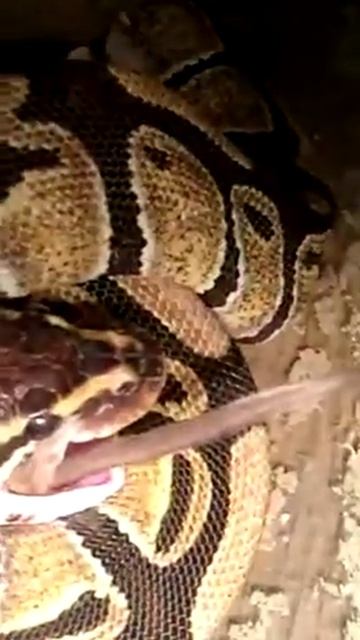 Удав ест мышку смотреть онлайн