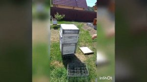 Вывод маток#Джентерский сот#Стартер- воспиталка#Частичное осиротение