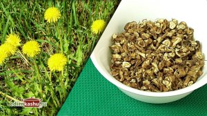 Корень одуванчика.  Как собирать и заготовить на зиму? Простой и быстрый способ!