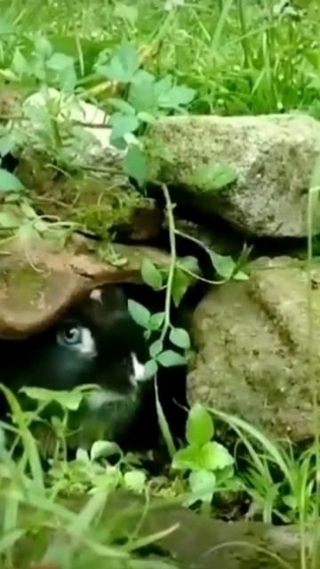 striped rabbit out of the nest #shorts #cutebunny смотреть онлайн