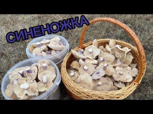 ПЕРВЫЙ СБОР СИНЕНОЖКИ! Рядовка лиловоногая, грибы Крыма