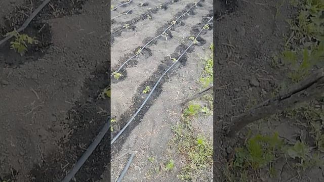 капельный полив на 20 сотках своими руками дёшево практически даром смотреть онлайн
