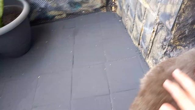 КОТ БАКС/РЕАКЦИЯ НА НОВЫЙ БАЛКОН, НОВАЯ ТЕРРИТОРИЯ/BRITISH CAT. смотреть онлайн