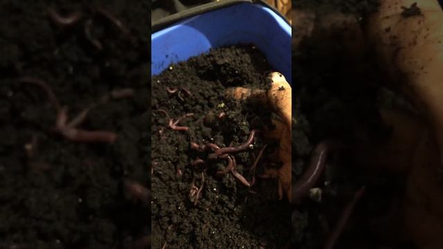 ЧЁРНЫЙ ПРИНЦ пару месяцев спустя после заселения коконов смотреть онлайн