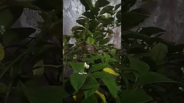 Как вылечить лимон? смотреть онлайн