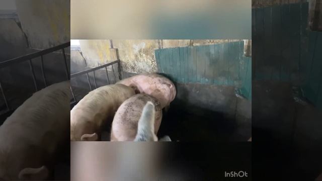 Новый хряк Дюрок-Джеки (канадская селекция) смотреть онлайн