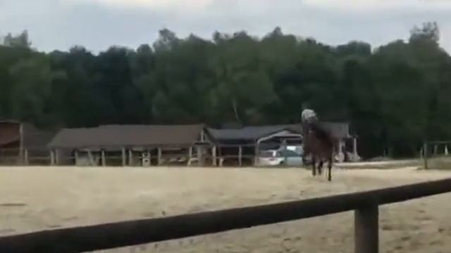 O/F in France - Beluga, 6 y/o warmblood mare смотреть онлайн