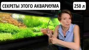 АКВАРИУМ 250 л - 5 месяцев | УДОБРЕНИЯ AQUAYER -  дозировки | ФИЛЬТР OASE BioMaster