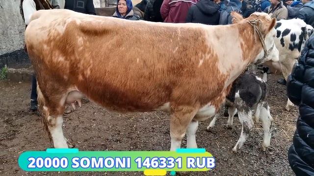 Молбозори душанбе нархи гови зоти ширте сиёхало бехтарин новинка 25 литир шир 11.03.20 смотреть онлайн