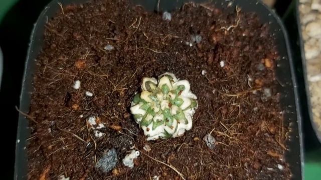 Astrophytum Asterias V type rooted смотреть онлайн