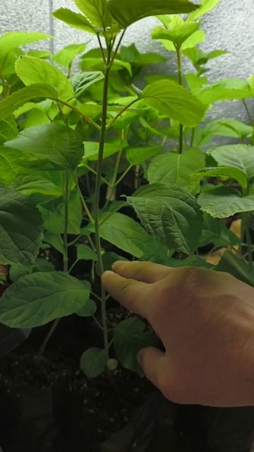 Перечеренковка гортензии в домашнем череночнике🌿 смотреть онлайн