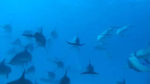 delphine sehr nahe.MOV смотреть онлайн