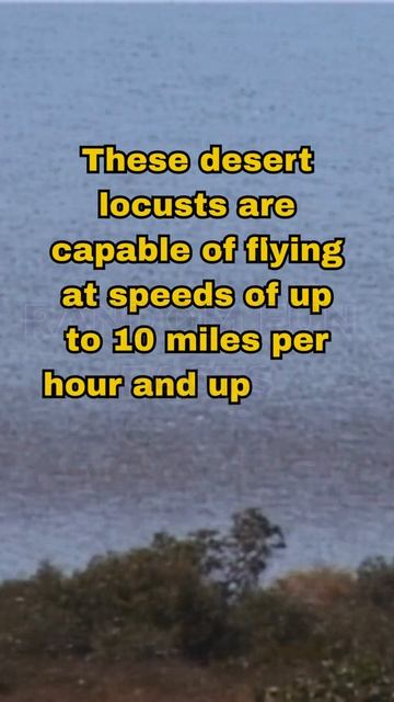 3 Fun Facts about Desert Locusts #shorts #randomfunfacts #funfact #locust #desertlocust смотреть онлайн