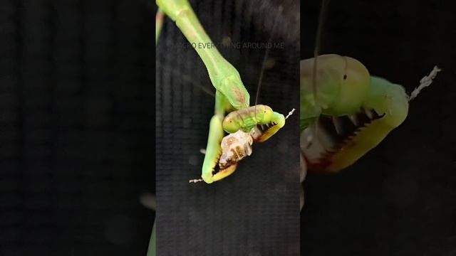 Carolina Mantis Eating A Small Cricket смотреть онлайн