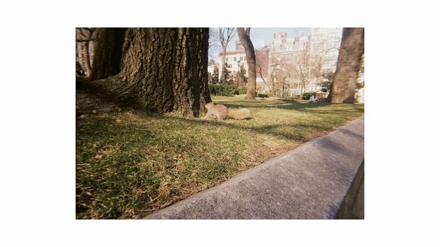 Exposures from a Lomography Simple Use Reloadable Camera смотреть онлайн