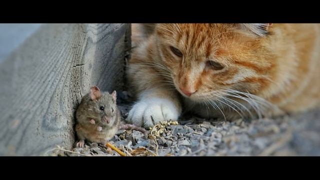 Благородная мышка смотреть онлайн