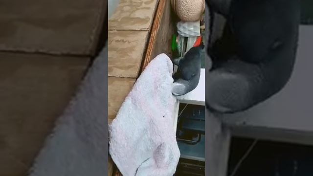 Жако Тоша домашний пернатый питомец смотреть онлайн