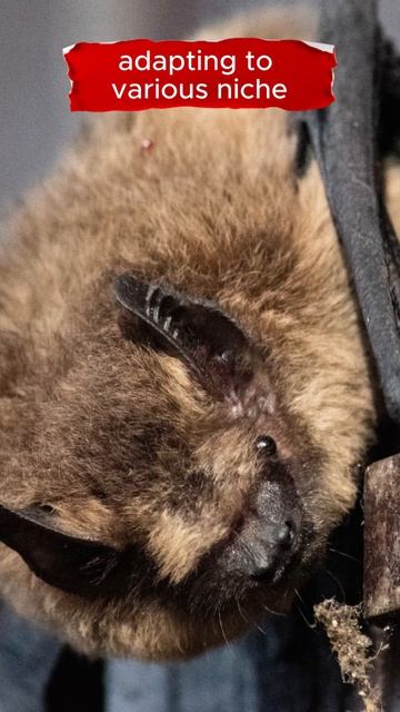 Bats! #shorts смотреть онлайн