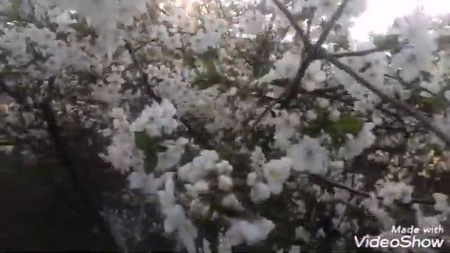 Title ЦВЕТЁТ ПЕРСИК.🌸 смотреть онлайн