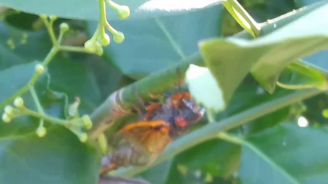 A Brood X Periodical Cicada Laying it's Eggs in a Branch смотреть онлайн