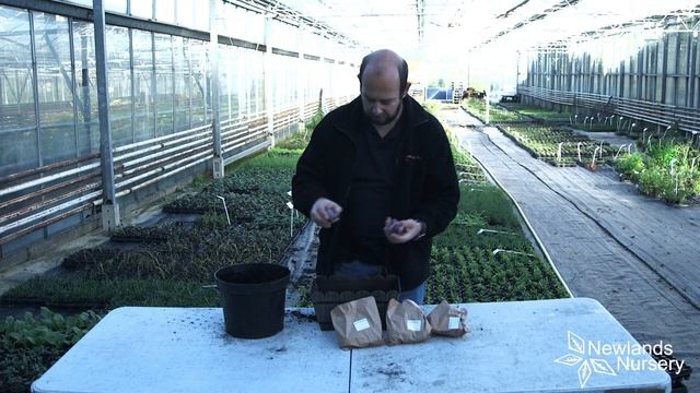 EP85 - How to plant Hyacinth bulbs in a container #5minutefriday смотреть онлайн