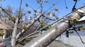 Как не испортить  проблемное дерево шаблонным подходом.