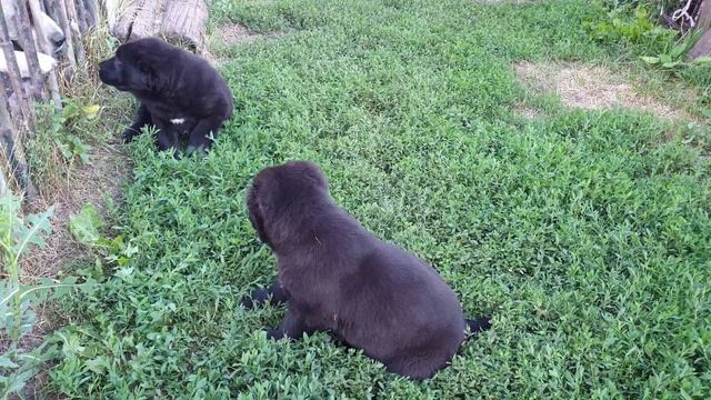 девочка сао из питомника АЗ Марал продажа смотреть онлайн