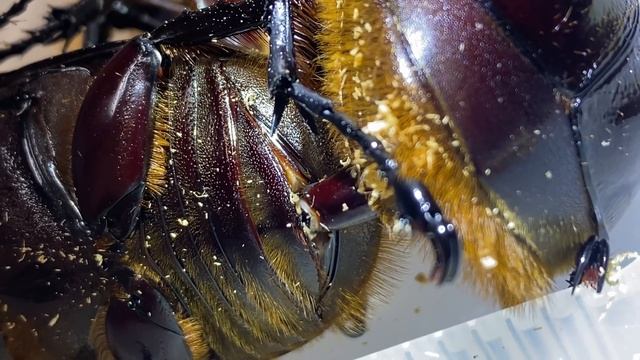 【4K/60fps】Dynastes Neptunus mating 　ネプチューンオオカブトの交尾 смотреть онлайн