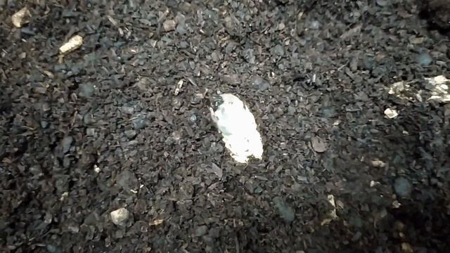 흰점박이꽃무지+장수풍뎅이 애벌레, 식용곤충 смотреть онлайн