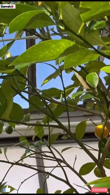 Calamansi And The Beautiful Plants | Calamondin | Philippine Lime | Philippine Lemon | #shorts