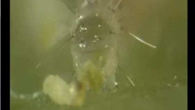 cydia pomonella Screen Stream смотреть онлайн