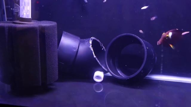 Fish have Velvet!? + cool DIY dip container + mini update смотреть онлайн