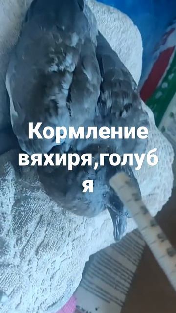 кормление вяхиря,голубя смотреть онлайн