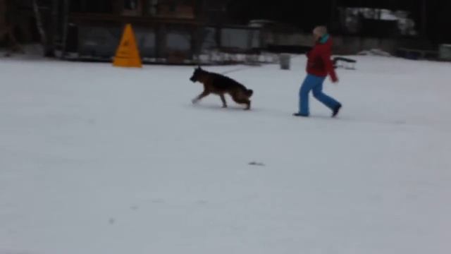 De Orse Mak Flai Ziko смотреть онлайн