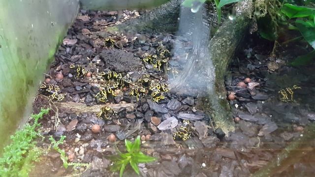 Yellow Banded Dart Frogs - Denver Zoo (January 8th, 2016) смотреть онлайн