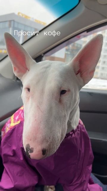 Кофеманка. #bullterrier #бультерьер #собакакомпаньон #блонди #бультерьерБлонди смотреть онлайн