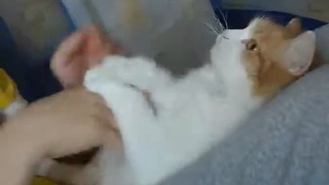 КОШКА ДАША ДЕРЕТСЯ смотреть онлайн