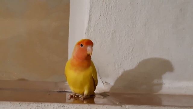Попугай неразлучник поёт 🦜 смотреть онлайн