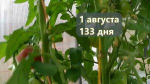 Томат Чёрный Крым. Чёрный, пряный, сладкий!