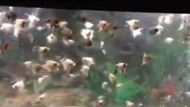 Koi Angelfish Heaven смотреть онлайн