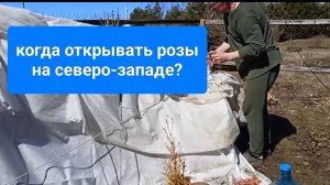 Когда открывать розы на северо-западе