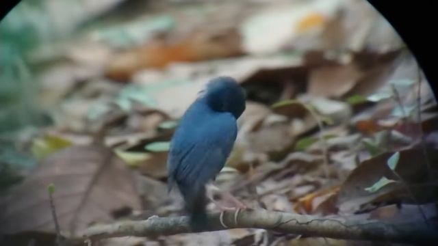 Siberian Blue Robin | Bird Pool | Robin | shorts | смотреть онлайн