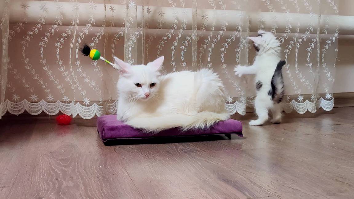 Мама-кошка отдыхает, а ее котята играют рядом с ней. смотреть онлайн