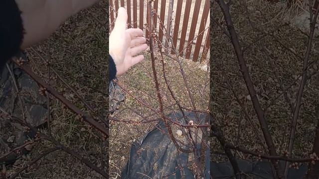 обрезка виши смотреть онлайн